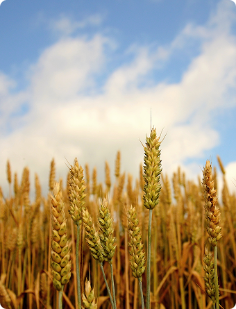 Image with wheat and sky