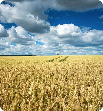 A wheat field and a blue sky